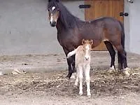 Szálloda Quinta De Santa Comba 3*